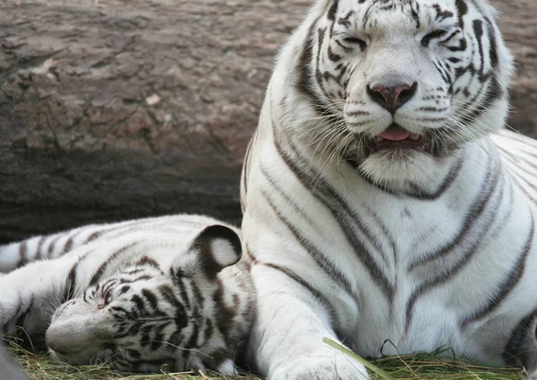 Mächtiges Raubtier Wildkatze Gestreiftes Tigertier — Stockfoto