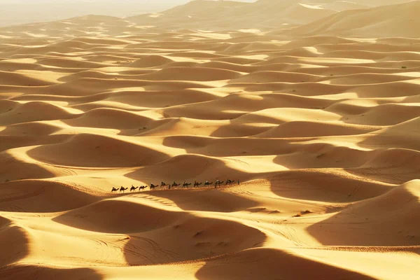 Caravan Sahara Desert — Stock Photo, Image