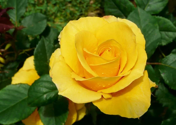 Schöne Botanische Aufnahme Natürliche Tapete — Stockfoto