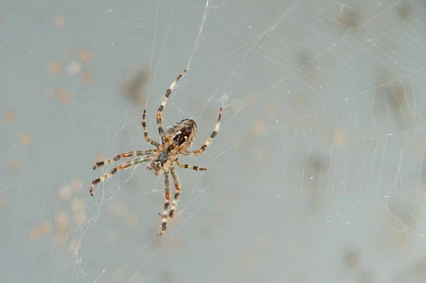 Έντομο Αράχνης Τρομακτικό Έντομο — Φωτογραφία Αρχείου