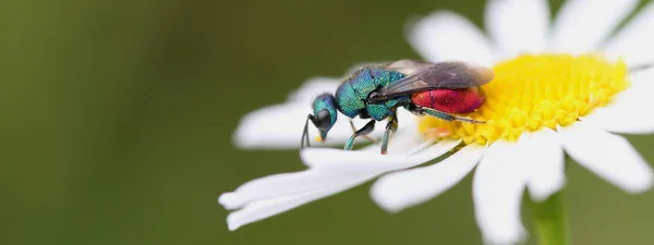 Eşek Arılarının Makro Görüntüsü — Stok fotoğraf