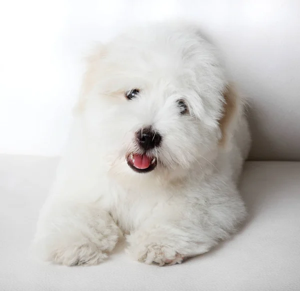 Čistě Coton Tulear Puppy — Stock fotografie