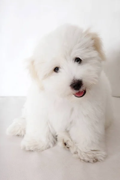 純粋なコットン チュールの子犬 — ストック写真