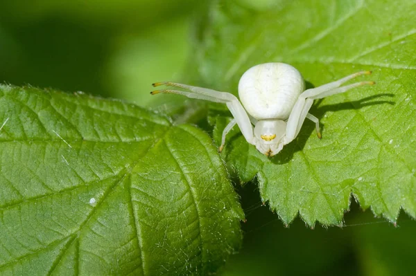 Vue Rapprochée Insecte Nature — Photo