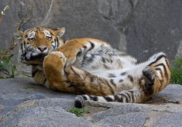 Poderoso Predador Wildcat Animal Tigre Listrado — Fotografia de Stock