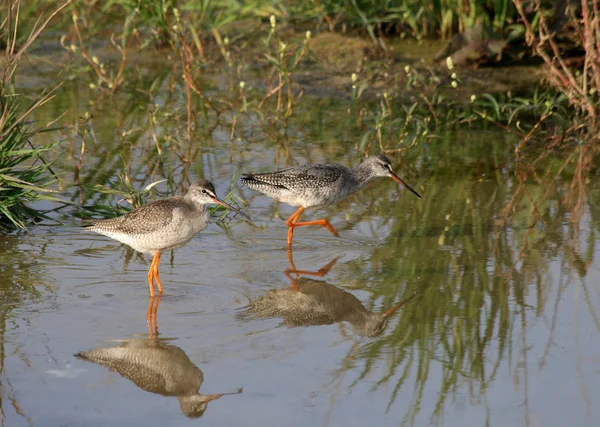 Malerischer Blick Auf Schönen Dudelsackvogel — Stockfoto