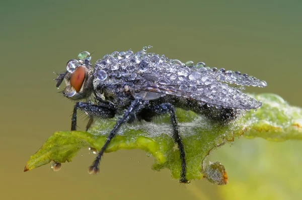 野生の自然界での虫の接近 — ストック写真