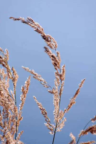 Schöne Botanische Aufnahme Natürliche Tapete — Stockfoto