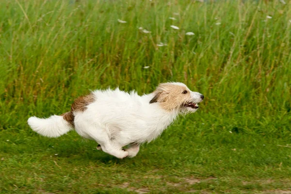 Jack Russell Terrier Hund — Stockfoto