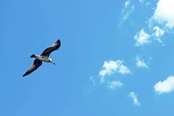 Vue Panoramique Magnifique Oiseau Mouette Mignon — Photo