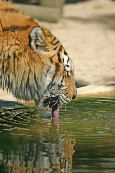 Erős Ragadozó Vadmacska Csíkos Tigris Állat — Stock Fotó