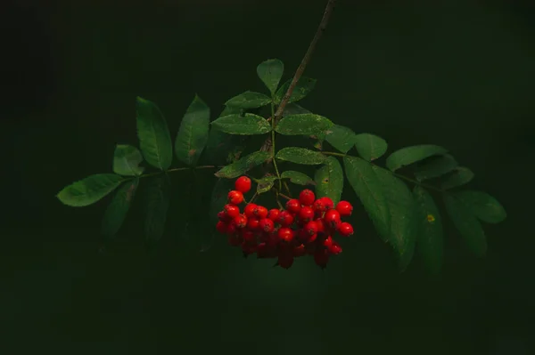 Bel Colpo Botanico Carta Parati Naturale — Foto Stock