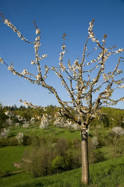 Apfelblütenbäume Blütenblätter — Stockfoto