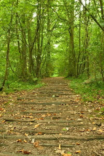 Caminho Através Floresta Exuberante — Fotografia de Stock