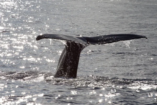Poisson Baleine Pilote Dans Eau Nature — Photo