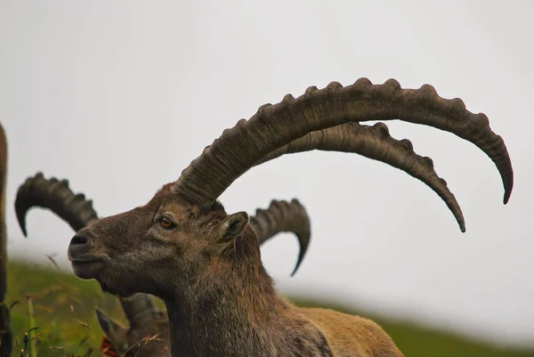 Een Stier Het Veld — Stockfoto