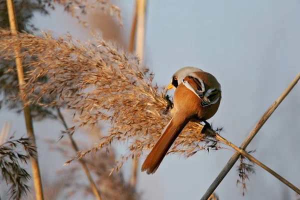 Vista Cênica Belo Pássaro Titmouse — Fotografia de Stock