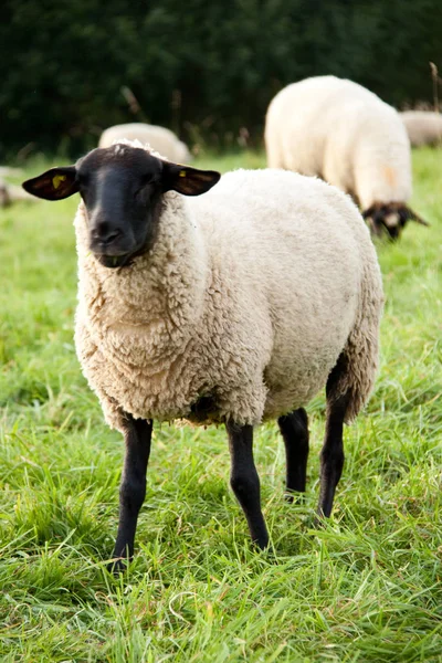 Ovejas Domésticas Pasto —  Fotos de Stock