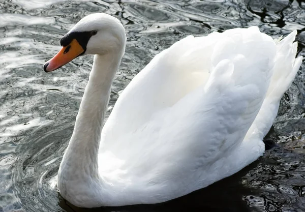 Malerischer Blick Auf Majestätische Schwäne Der Natur — Stockfoto