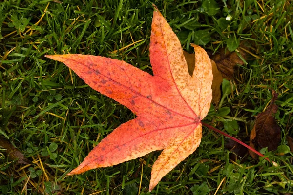 Rood Geel Gevallen Blad Gras Herfst — Stockfoto