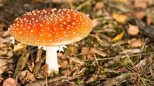 在森林中种植蘑菇 自然背景 — 图库照片