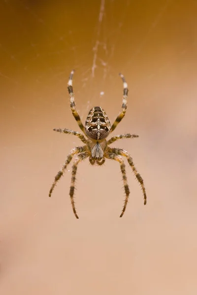 Αράχνη Κήπο Έντομο Ζώο — Φωτογραφία Αρχείου