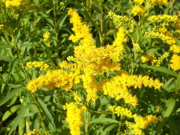 Yellow Flower Bumblebee — Stock Photo, Image