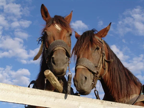 Livre Cavalos Animais Pasto — Fotografia de Stock