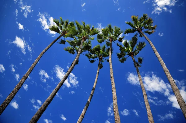 Mavi Gökyüzü Arka Planında Palmiye Ağaçları — Stok fotoğraf