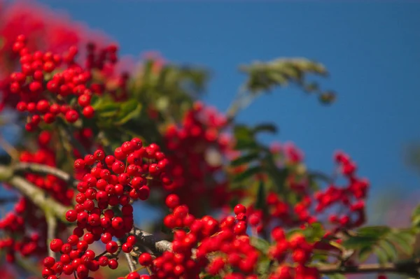 Hermoso Plano Botánico Fondo Pantalla Natural — Foto de Stock