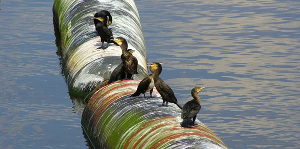 Vue Panoramique Magnifique Oiseau Cormoran Nature — Photo