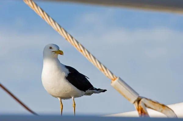 Scénický Pohled Krásné Roztomilé Racka Ptáka — Stock fotografie