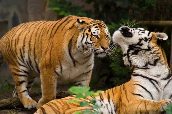 Poderoso Predador Wildcat Animal Tigre Listrado — Fotografia de Stock