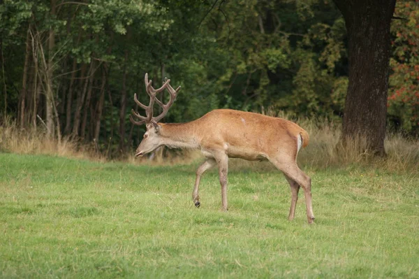 Daims Dans Forêt — Photo