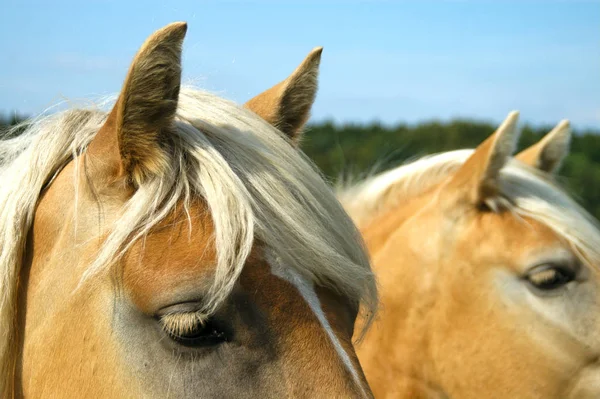 Haflinger Raça Cavalo — Fotografia de Stock
