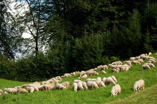 Moutons Dans Les Montagnes — Photo