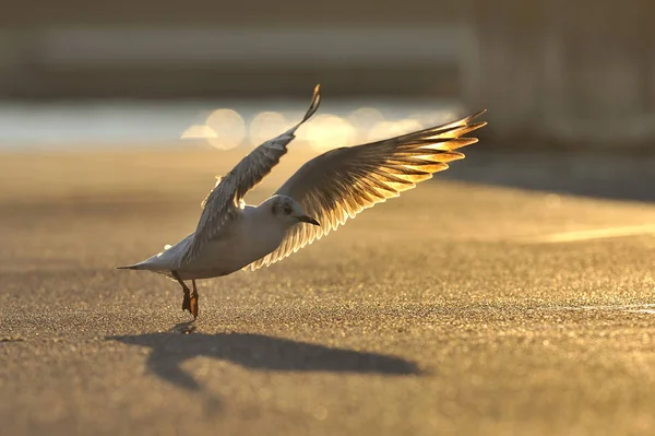 Schilderachtig Uitzicht Prachtige Vogel Natuur — Stockfoto