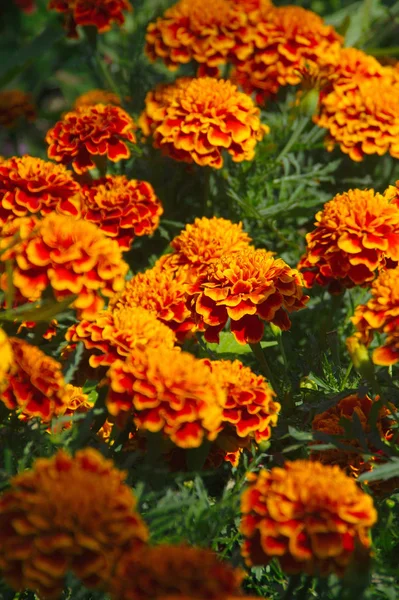 Bela Vista Flor Calêndula Natural — Fotografia de Stock