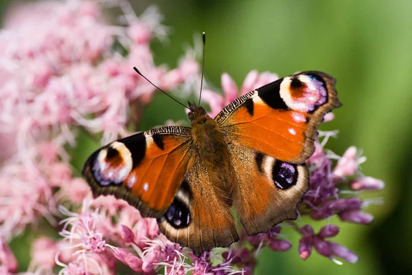 Mariposa Del Pavo Real Naturaleza Flora Fauna — Foto de Stock