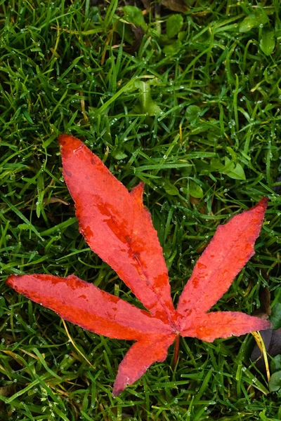 Rood Gevallen Blad Gras Herfst Regen — Stockfoto