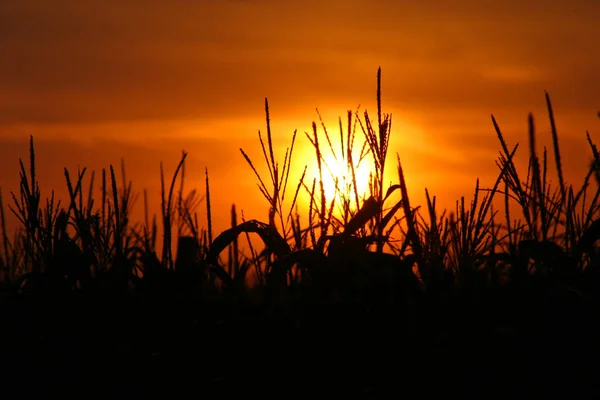 View Cornfield Agriculture Concept — Stock Photo, Image