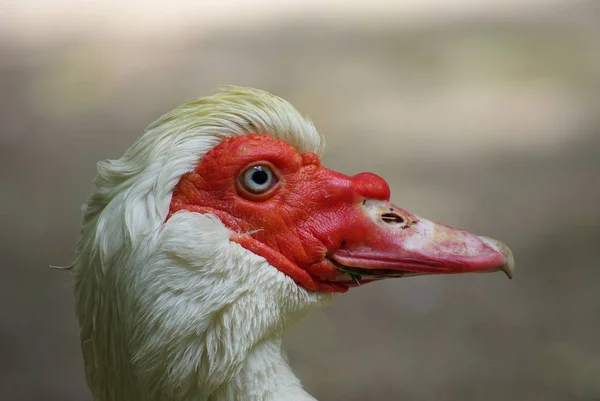 Simmande Fågel Vildhetsbegreppet — Stockfoto