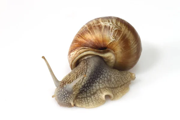 Langsame Schnecke Schleimiges Tier — Stockfoto