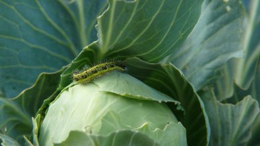 caterpillar worm, nature insect  clipart