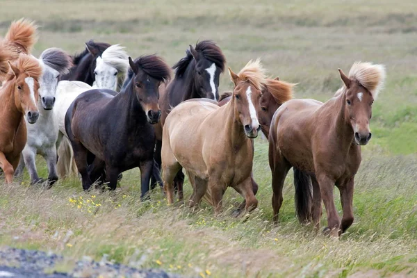 Islandia Define Por Dramático Paisaje — Foto de Stock