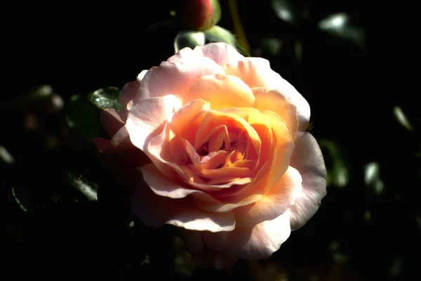 Bunter Hintergrund Für Valentinstag Karte — Stockfoto