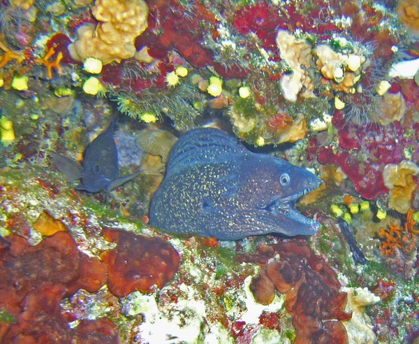 Scenic View Underwater World — Stockfoto