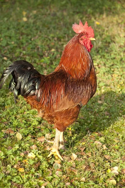 Doğadaki Güzel Kuşun Manzarası — Stok fotoğraf