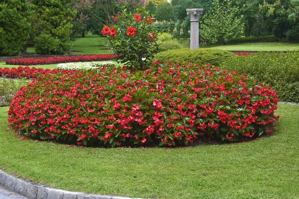 Vacker Botanisk Skott Naturliga Tapeter — Stockfoto