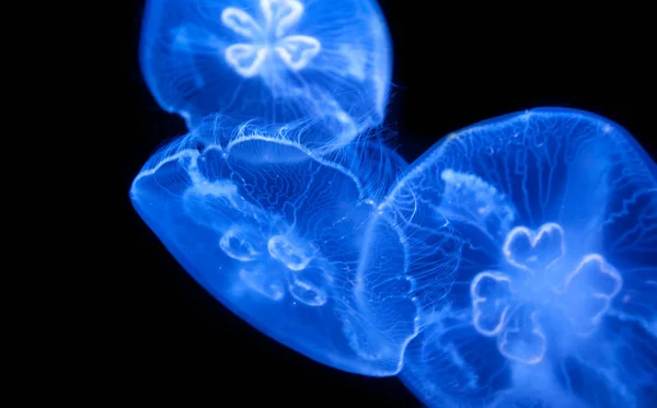 Μέδουσες Θάλασσα Υποβρύχια Θαλάσσια Ζωή — Φωτογραφία Αρχείου